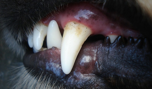 Emission La Vérité sur Alkuma : 75 morsures de chiens dans la ville de Tambacounda en 4 mois