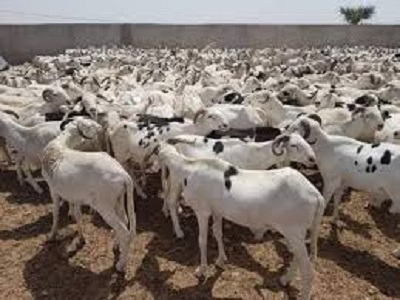Tabaski : plus de 200.000 moutons vont traverser Bakel (chef de service)