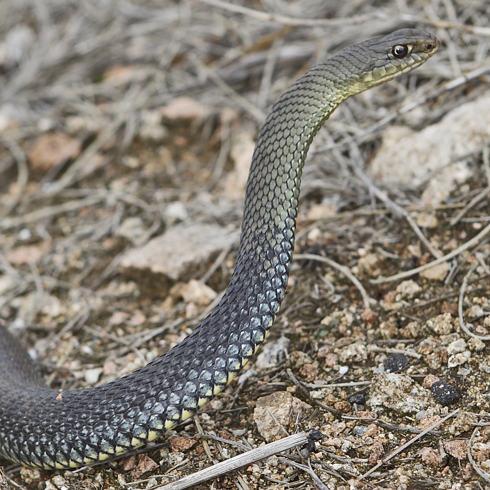 Bakel- Bélé : deux enfants meurent des morsures d’un serpent